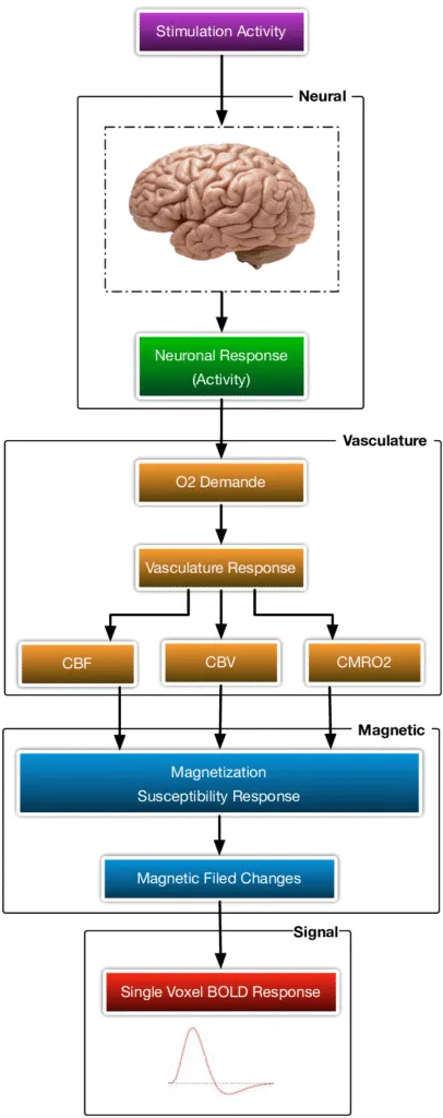 principle-of-fMRI